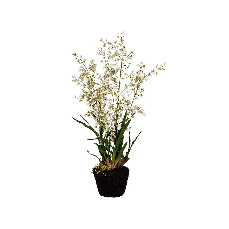 Dancing Oncidium Plant