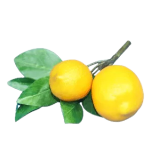 Faux Double Meyer Lemon Sprig