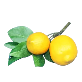 Faux Double Meyer Lemon Sprig